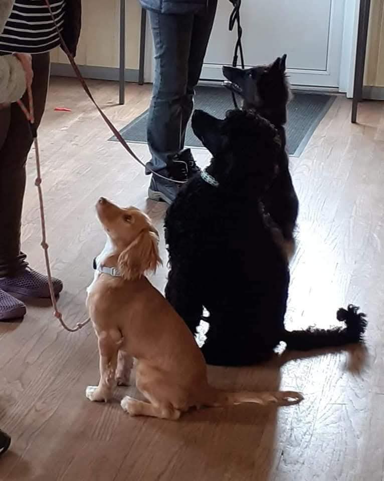 A young Pomeranian puppy stepping into a hoop during a behaviour session