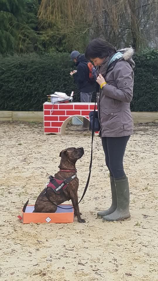 Trainer working one-to-one with a focused dog on a platform