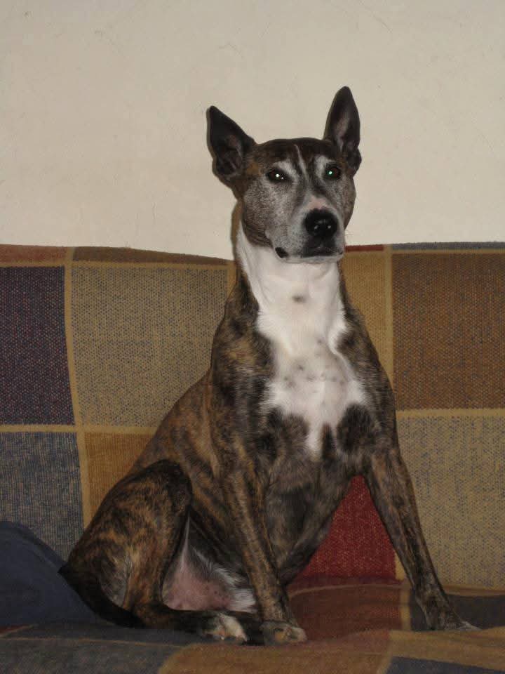 A calm brindle dog sitting attentively, looking towards the camera