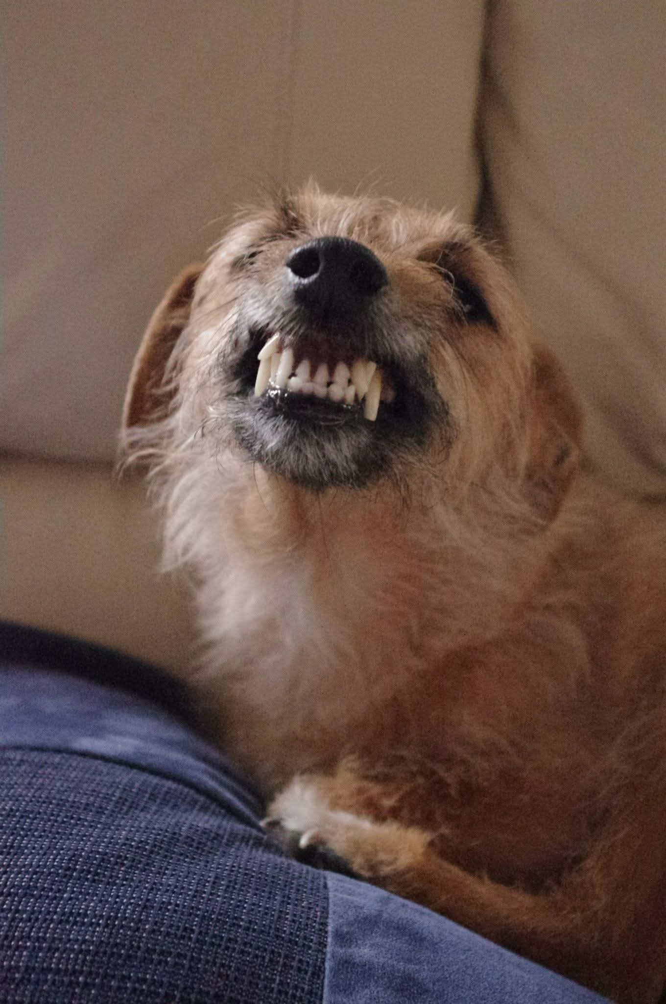 A border terrier showing a goofy smile mid-trick