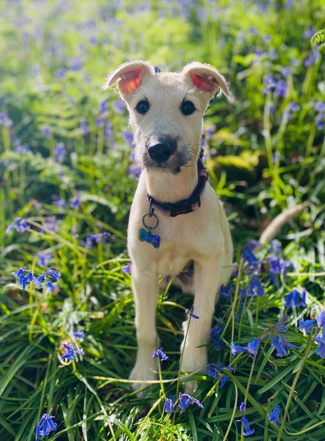 A young dog standing alert in a North Devon bluebell wood