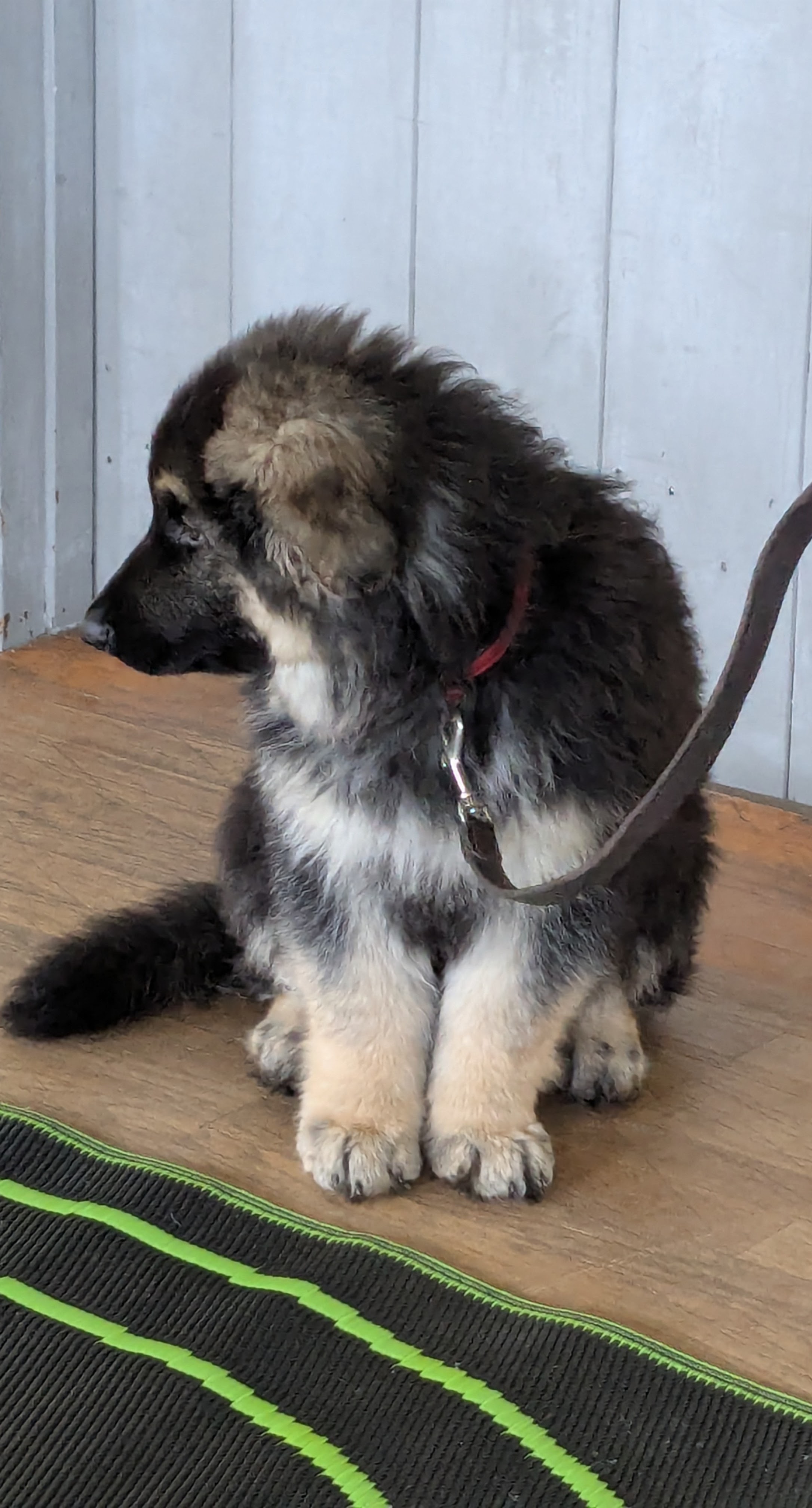 A young dog with a soft toy on the floor
