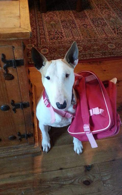 A bull terrier sitting at a doorway with a small bag in its mouth