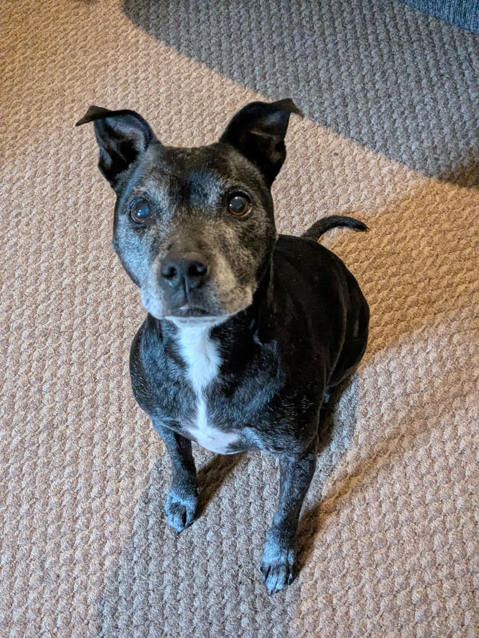A calm, mature staffy sitting attentively indoors