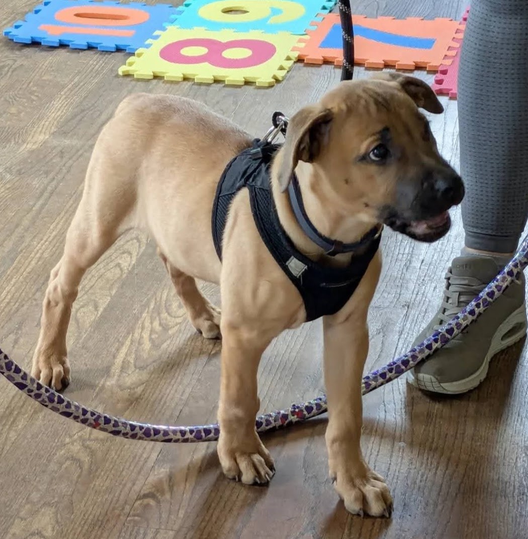 A young tan puppy in a harness on a colourful number mat
