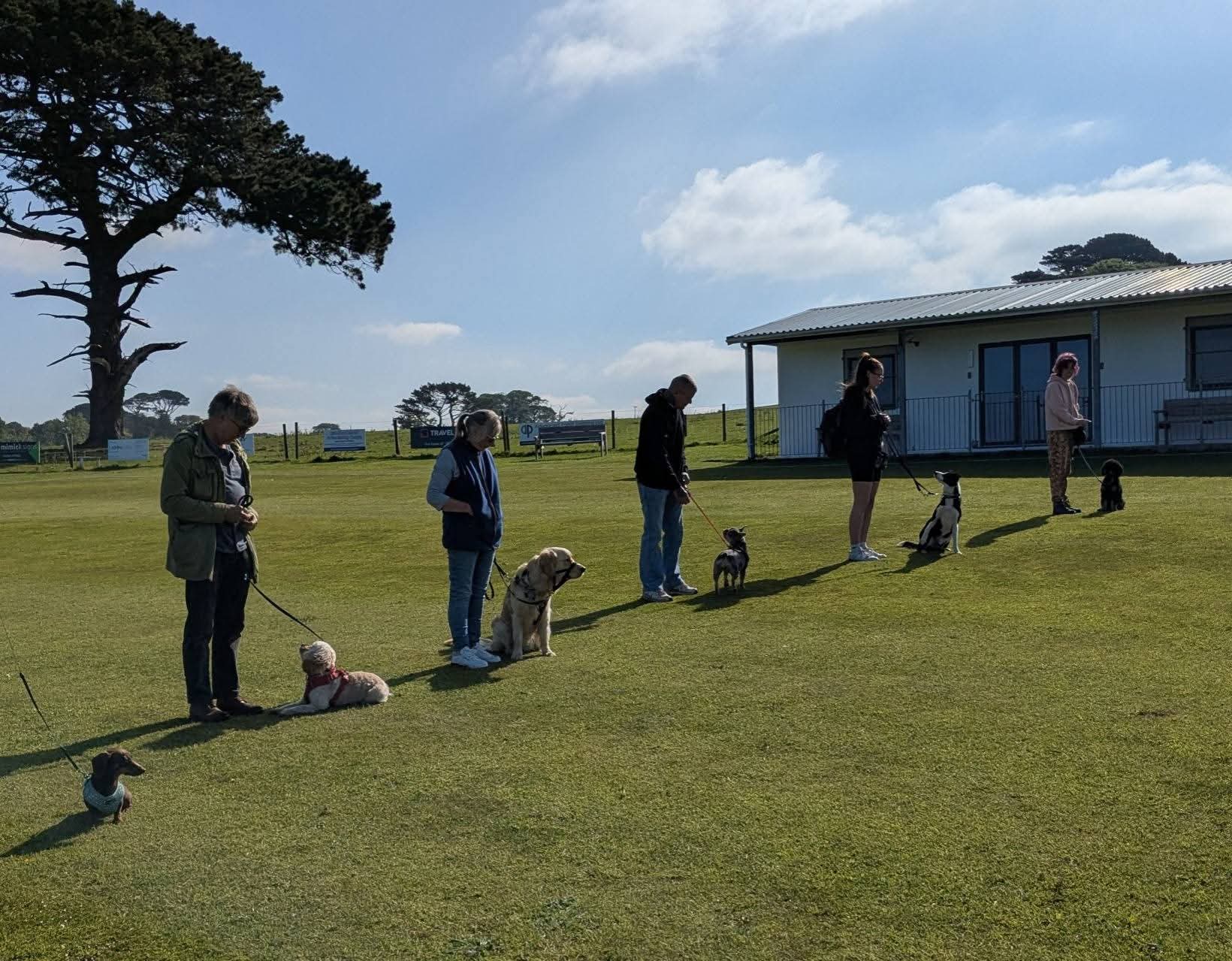 Group of handlers and dogs lined up in a sunny training field